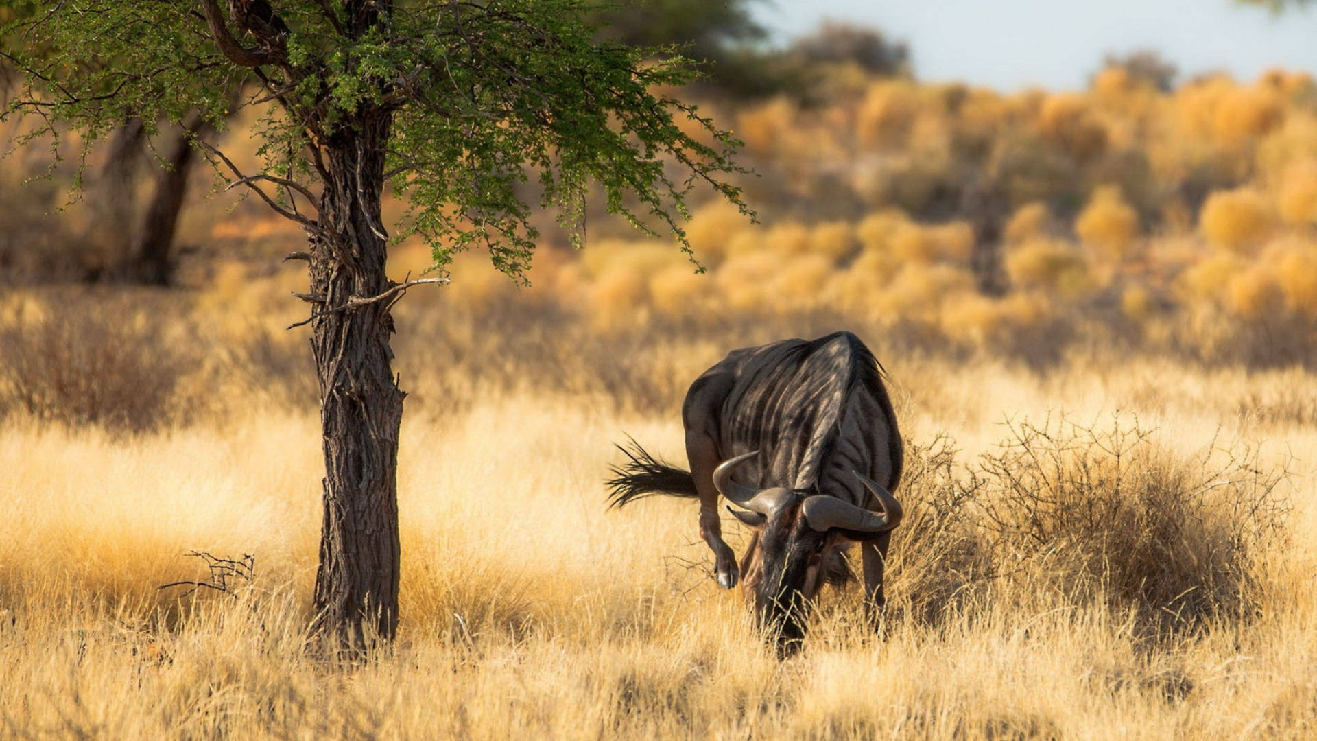 Buffalo In Grassland Africa Wallpaper