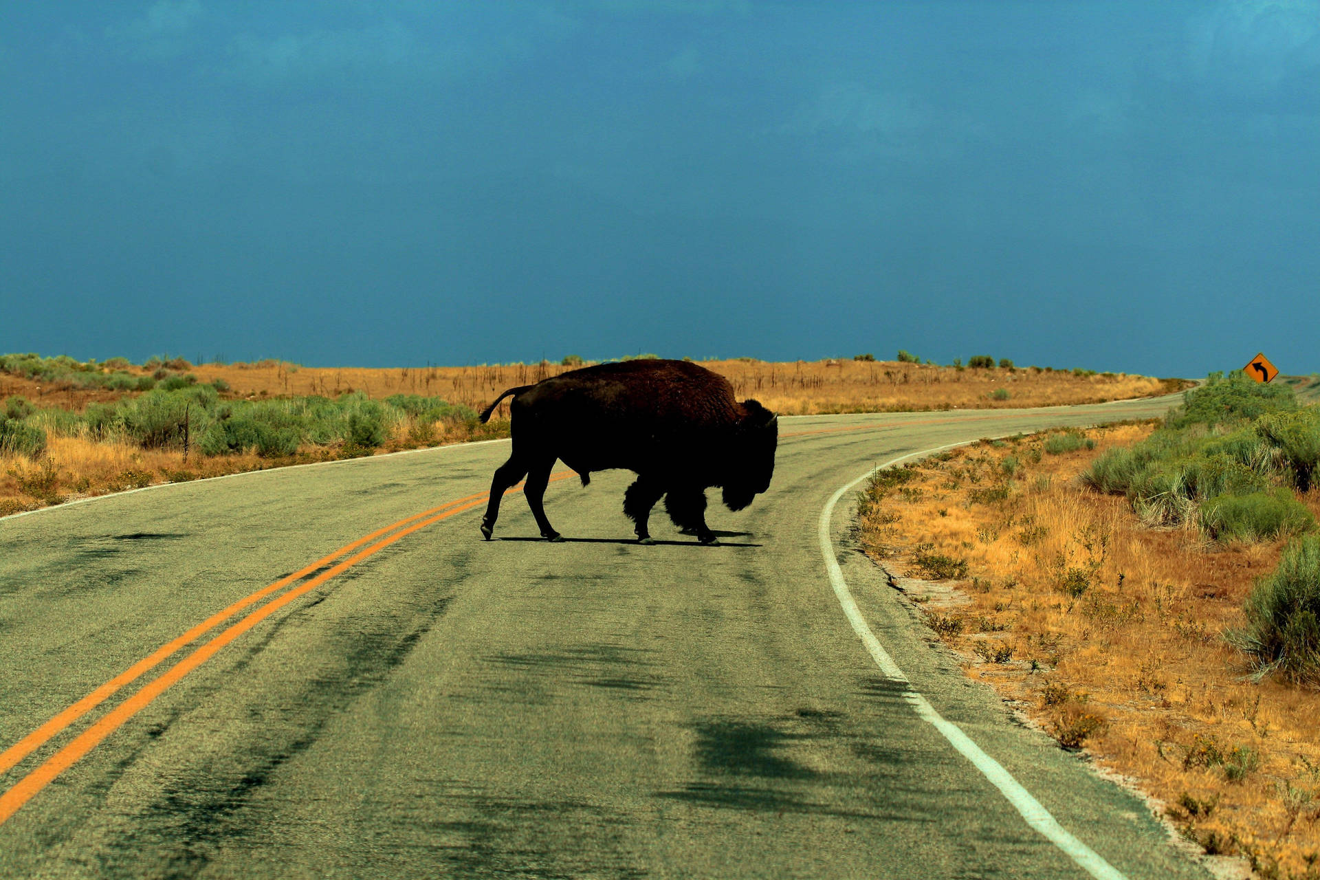 Buffalopå Väg (for A Computer Or Mobile Wallpaper Featuring An Image Of Buffalo On A Road) Wallpaper