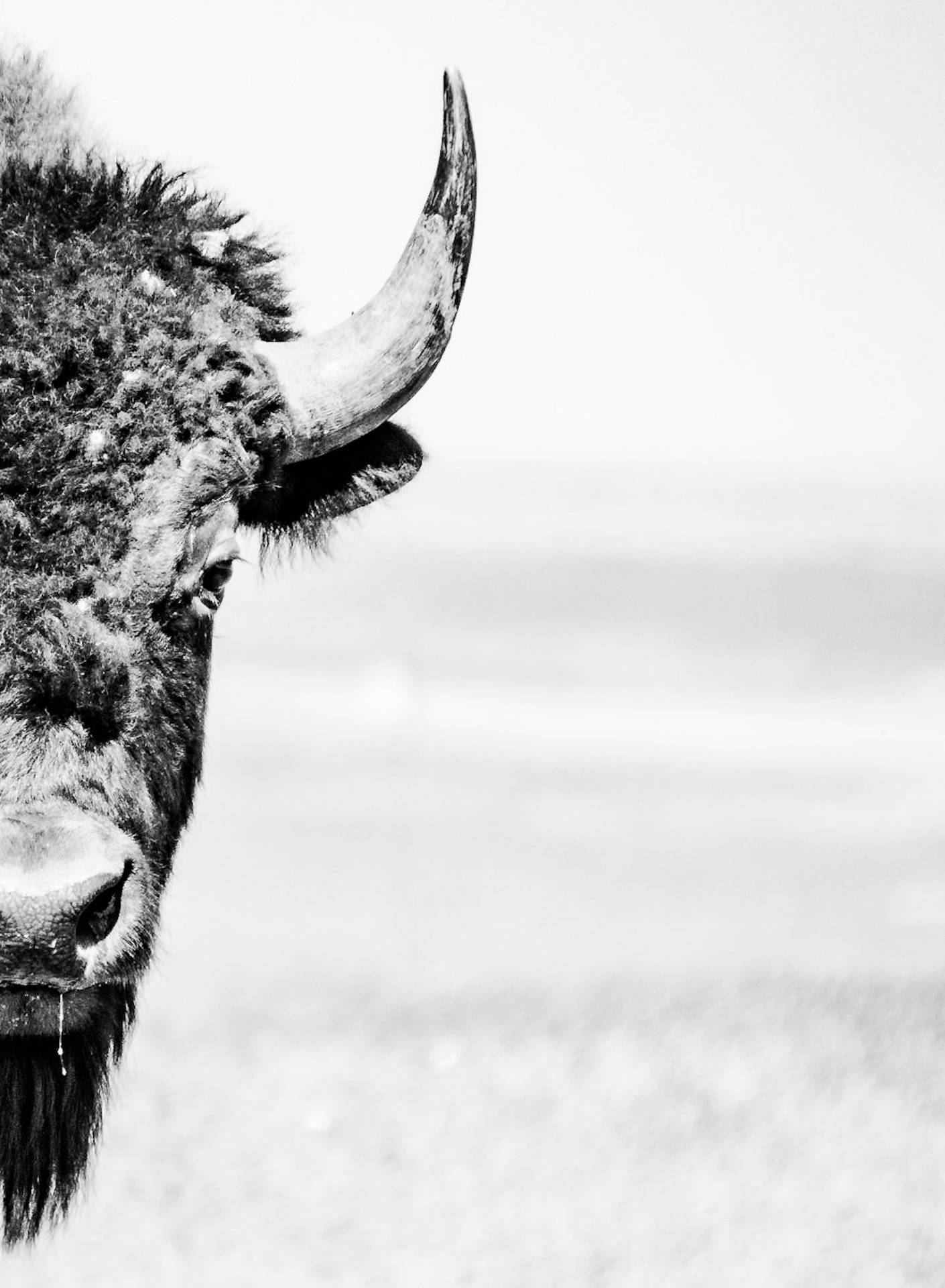Buffalo Ox Face Wallpaper