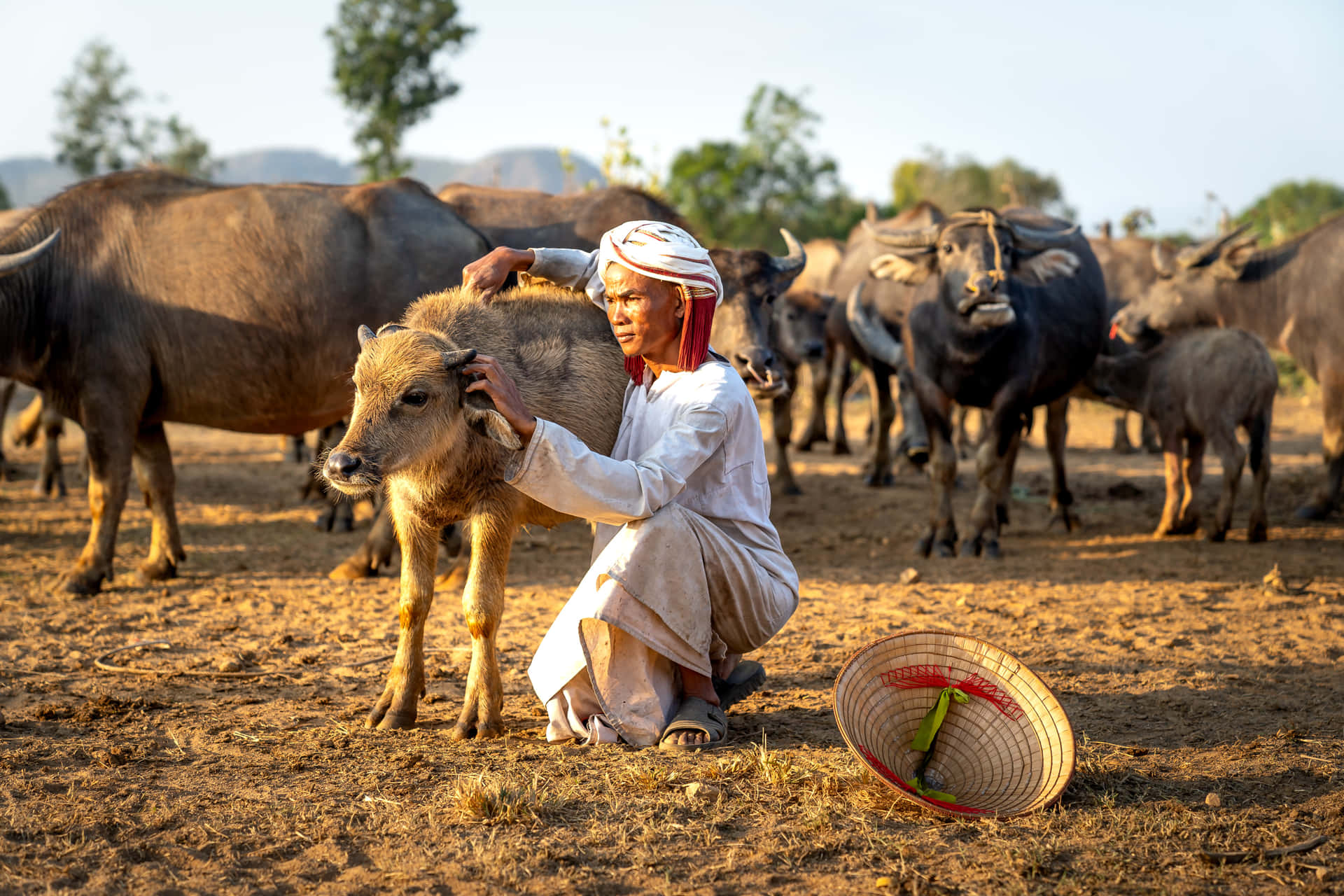 A Man Petting A Cow