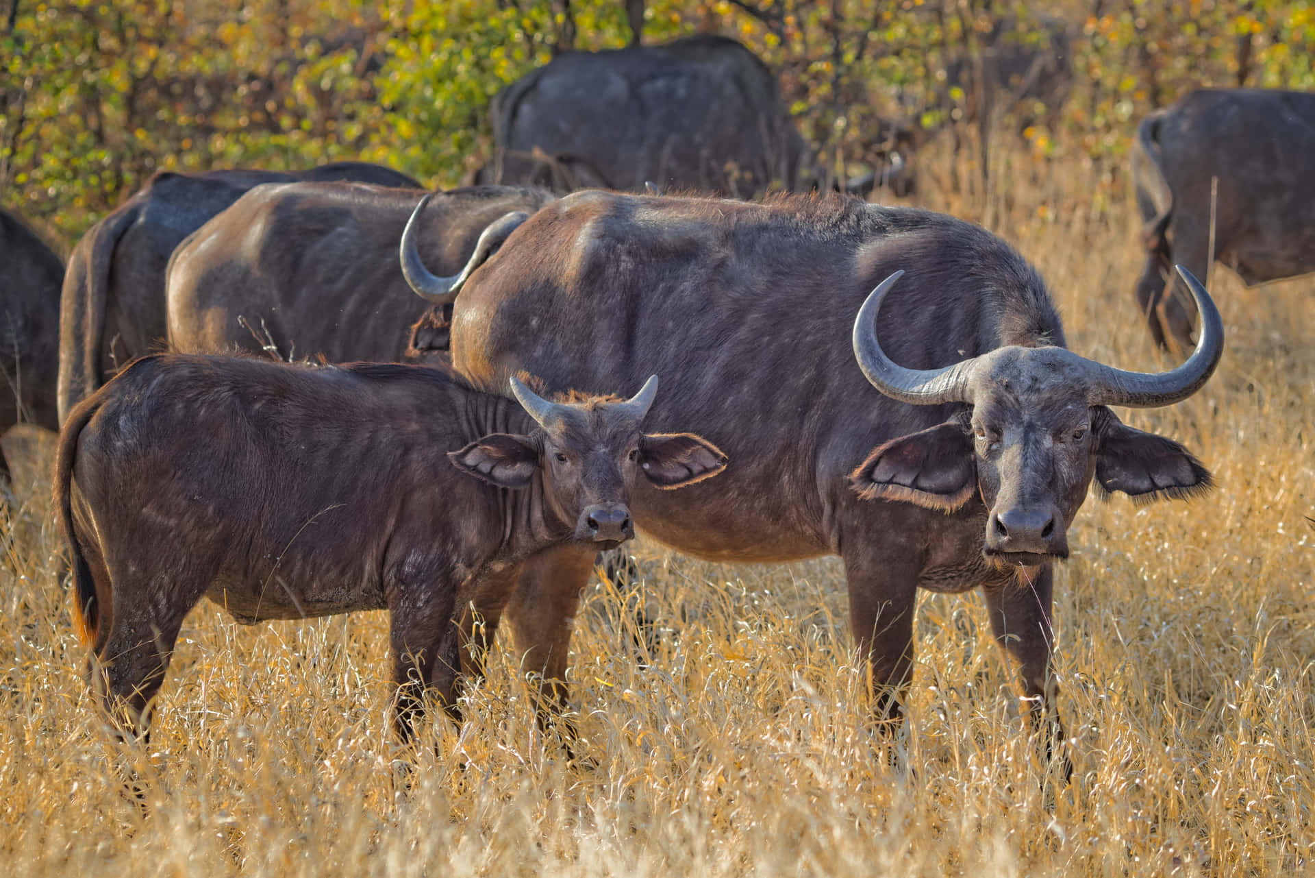 Elimpresionante Horizonte De Buffalo.