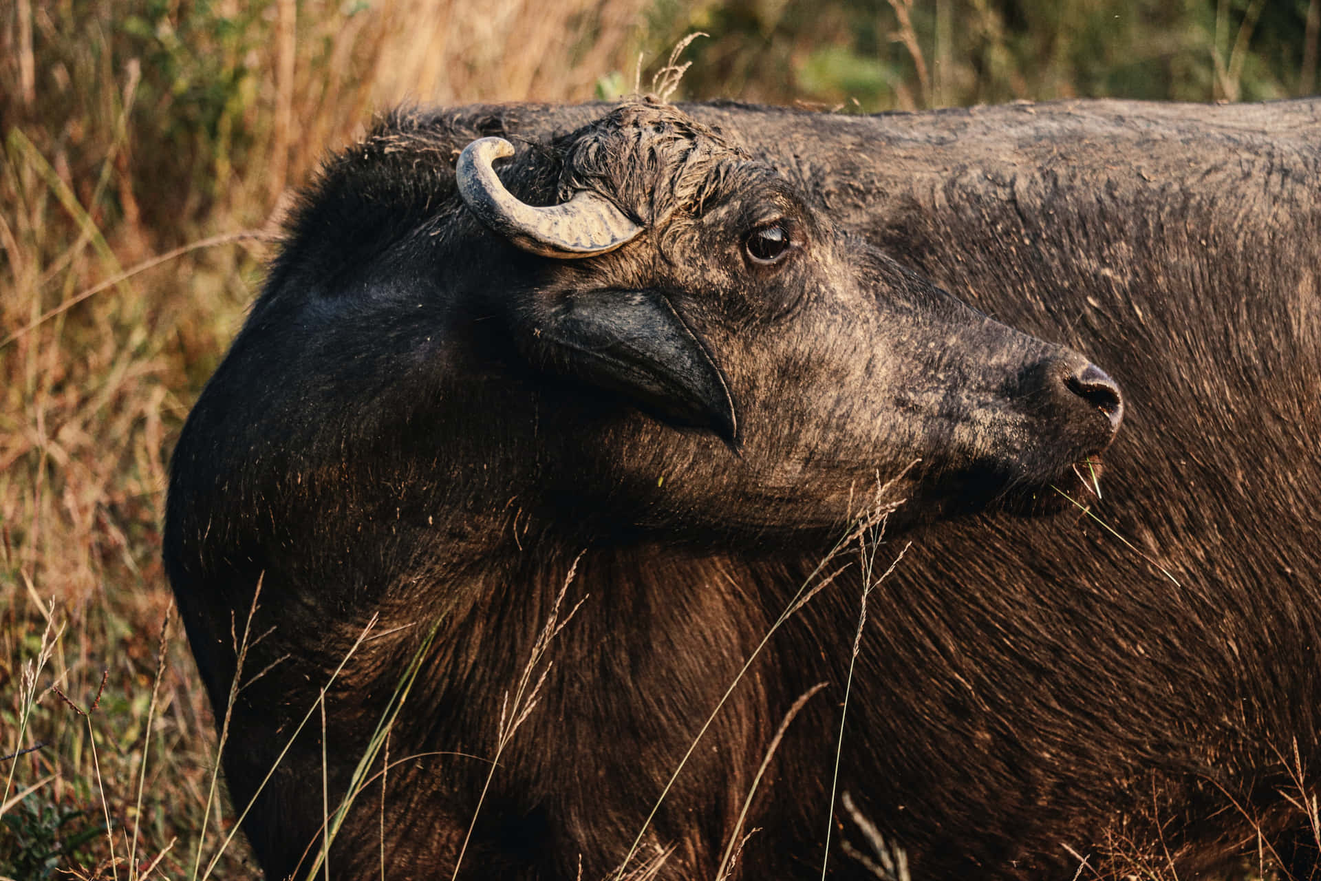 Majestic Buffalo Roams the Open Prairie