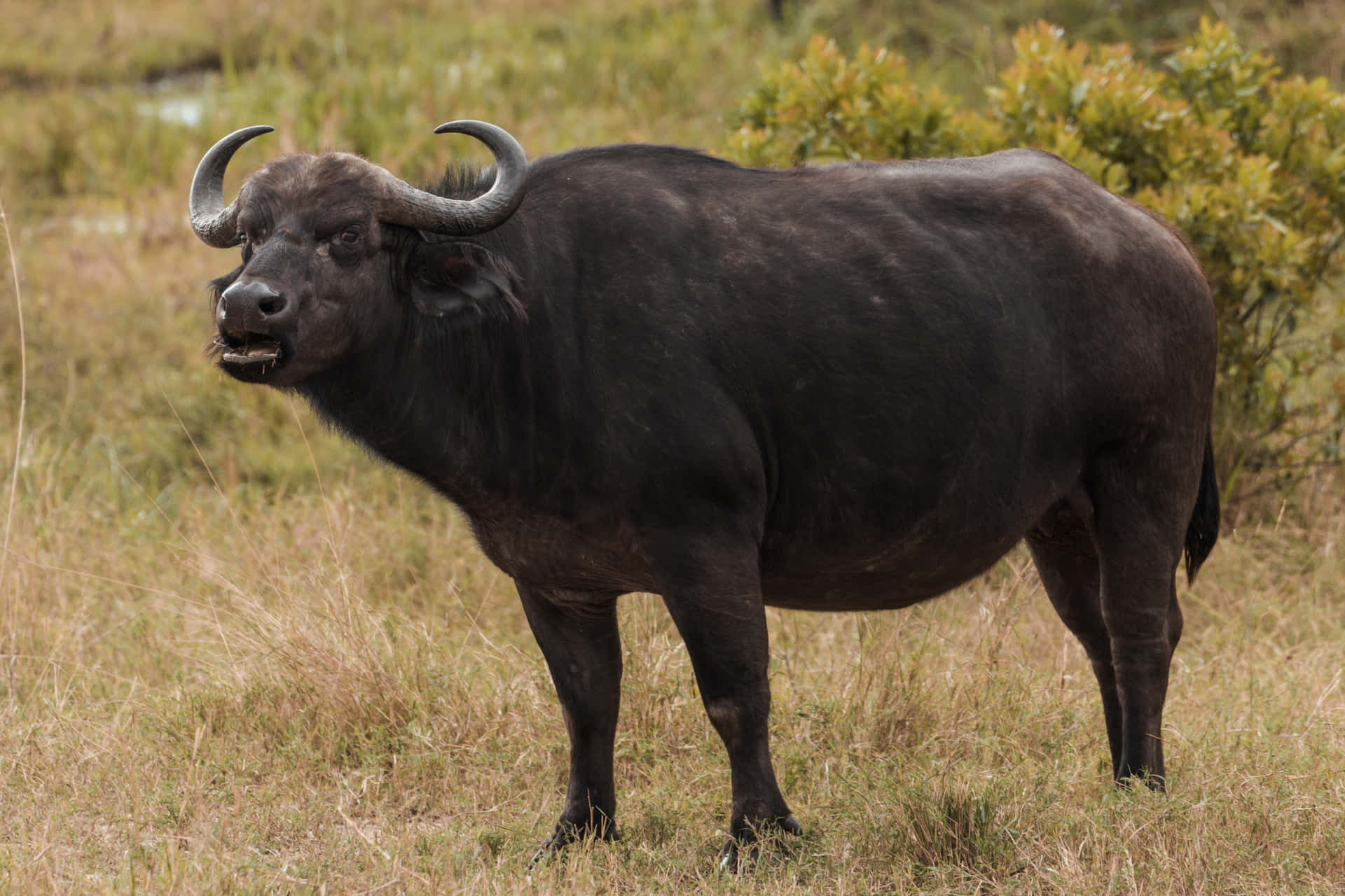 A large herd of bison roams the vast grasslands of Buffalo, New York.