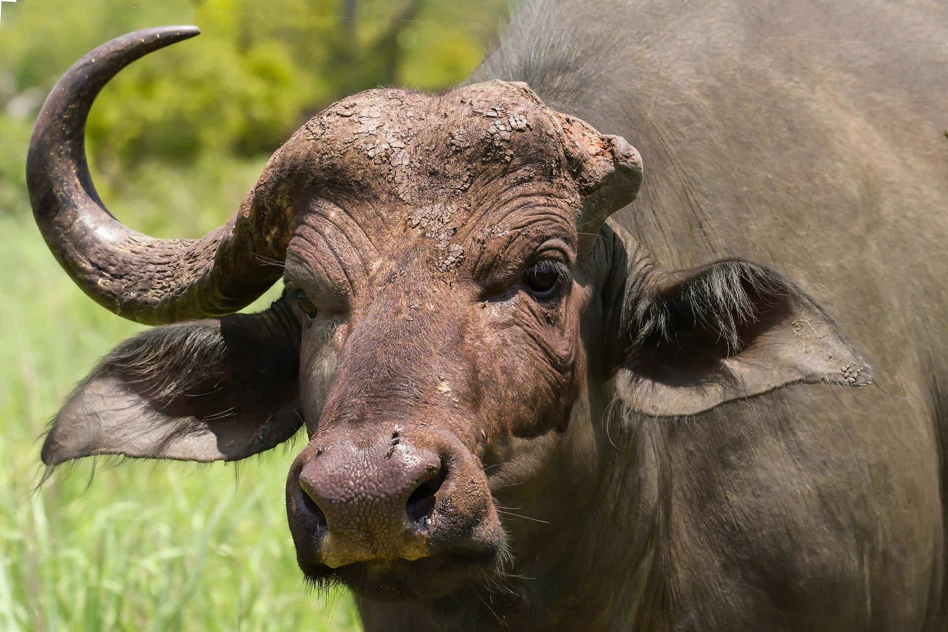 Eineherde Büffel, Die In Ländlichen Weiden In Buffalo, New York Herumstreift.