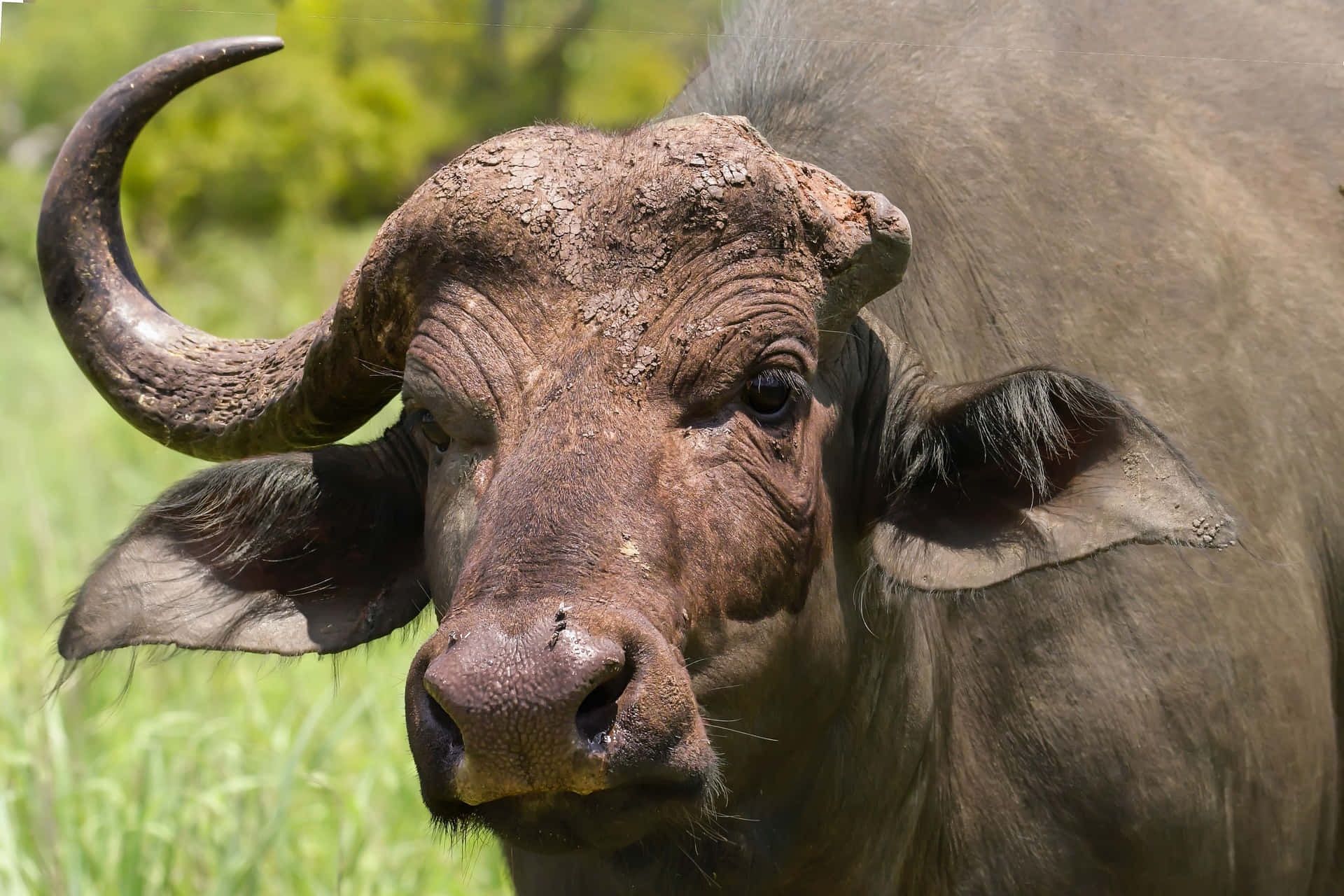 Enflok Bisoner Strejfer Frit Rundt På Landlige Marker I Buffalo, New York.