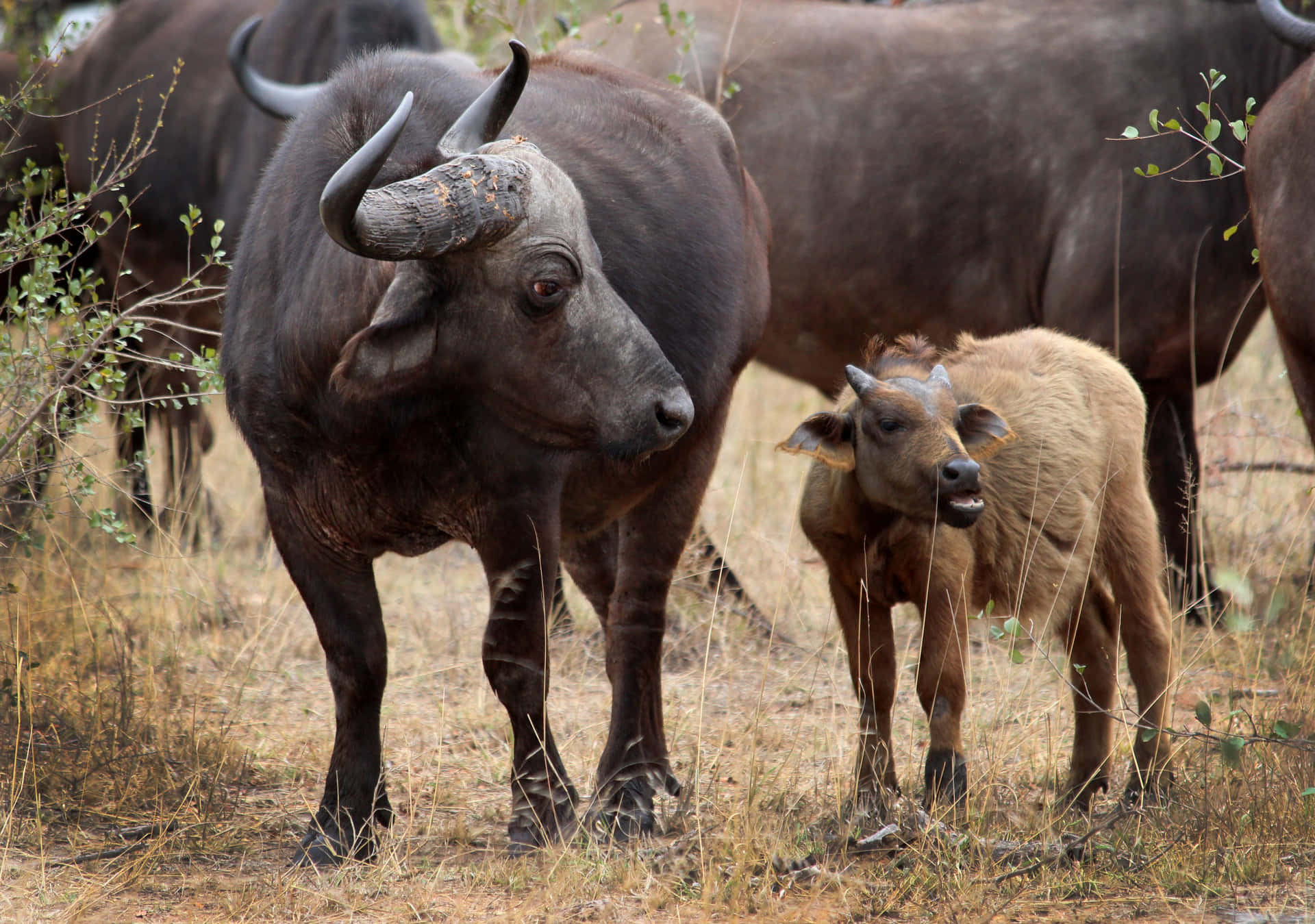 An Amazing Sight of Herd of Buffalo Grazing in Open Prairie