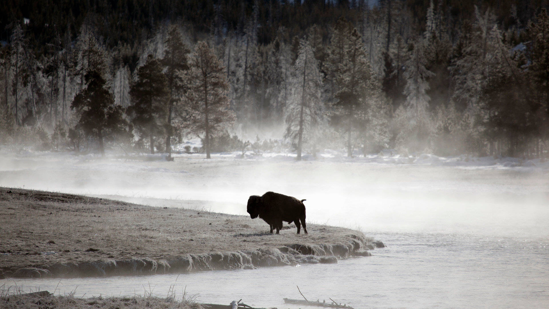American Bison nature winter native american buffalo HD phone wallpaper   Peakpx