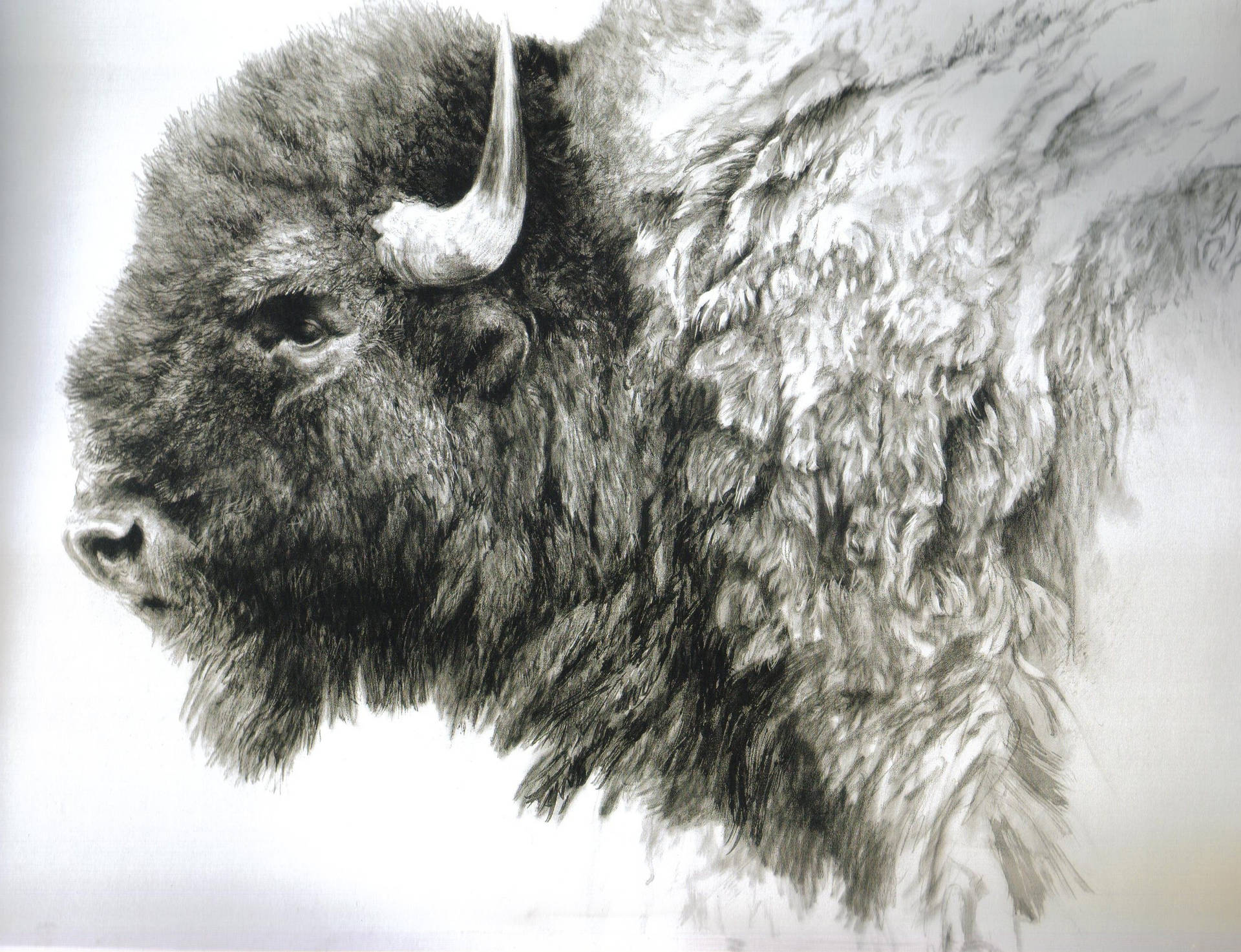 Buy Wholesale John Banovich  Cape Buffalo Sketch by Banovich Art   Handshake Marketplace