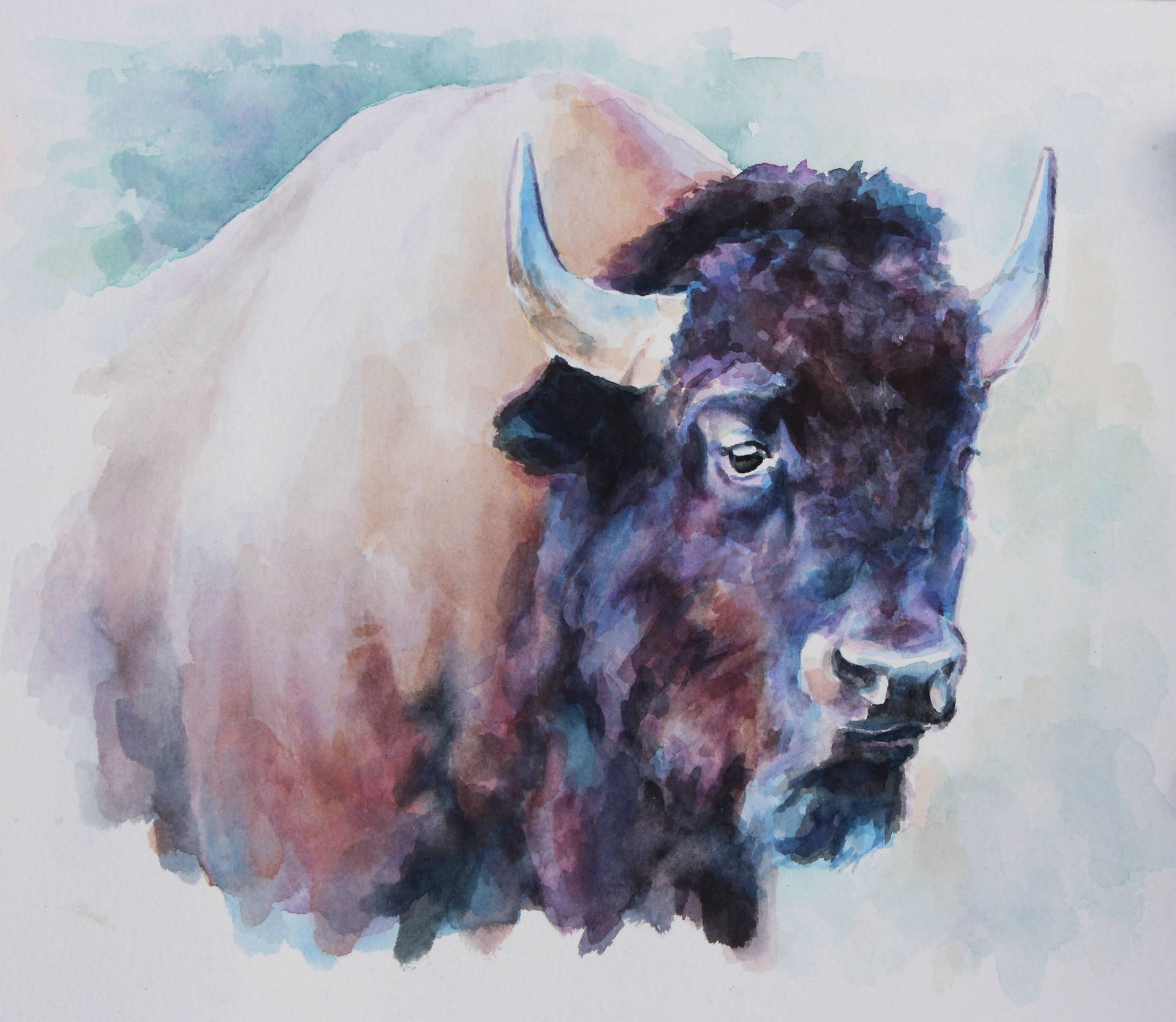 Buffalo Akvarel Maleri Wallpaper