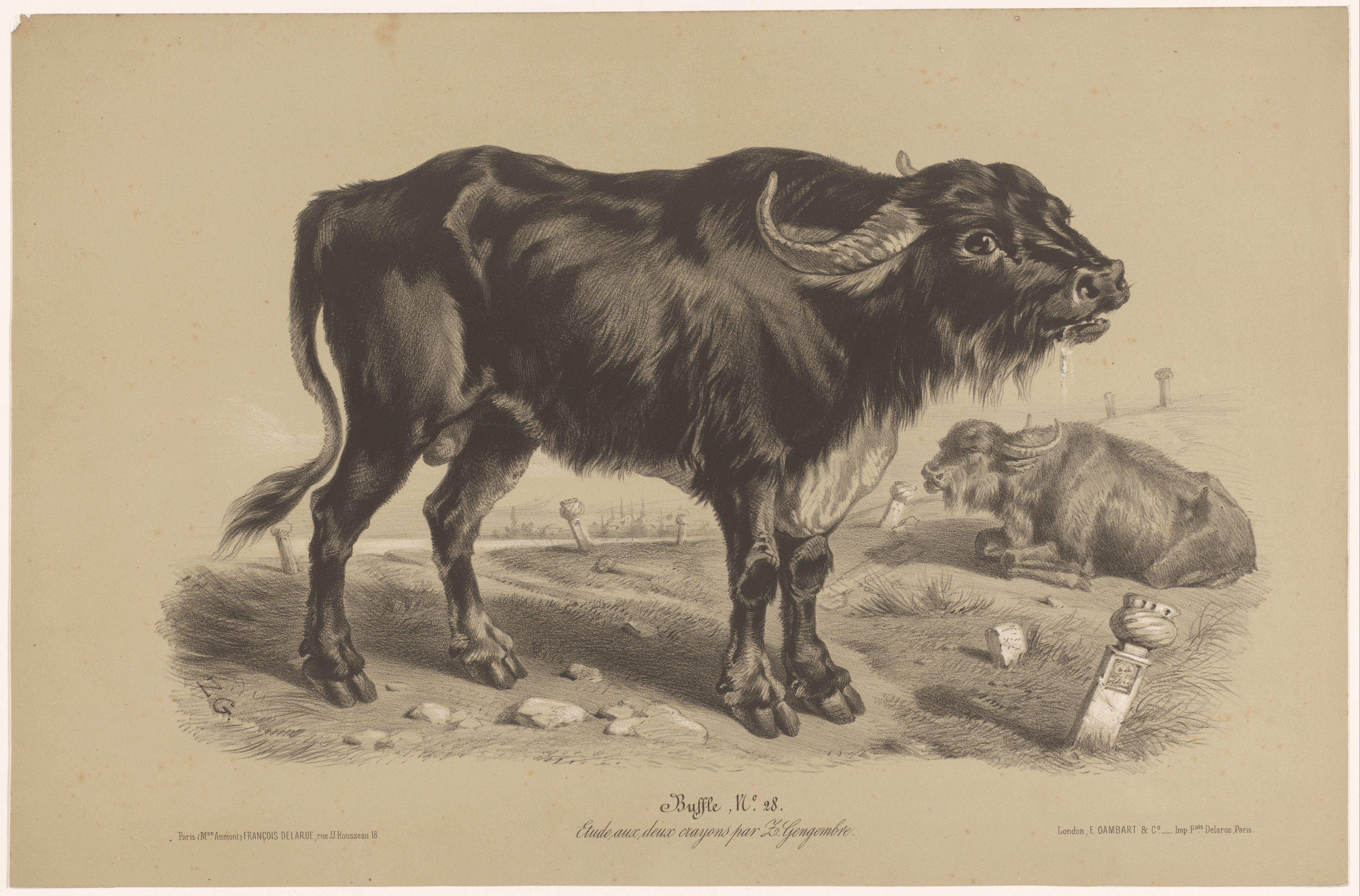 Buffel Wallpaper