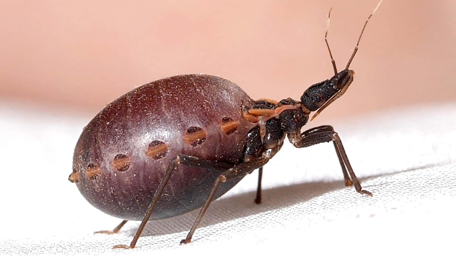 Intriguing close-up shot of an exotic bug