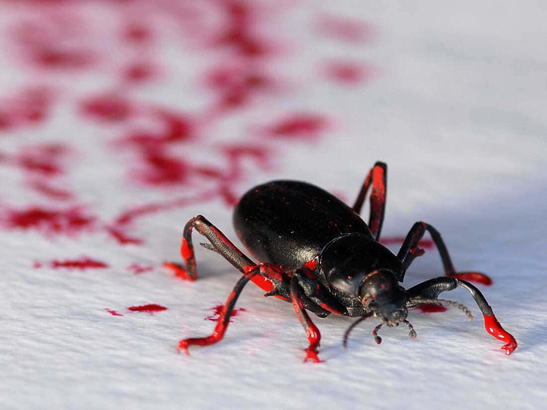 Bildeines Schwarzen Käfers Mit Roter Farbe