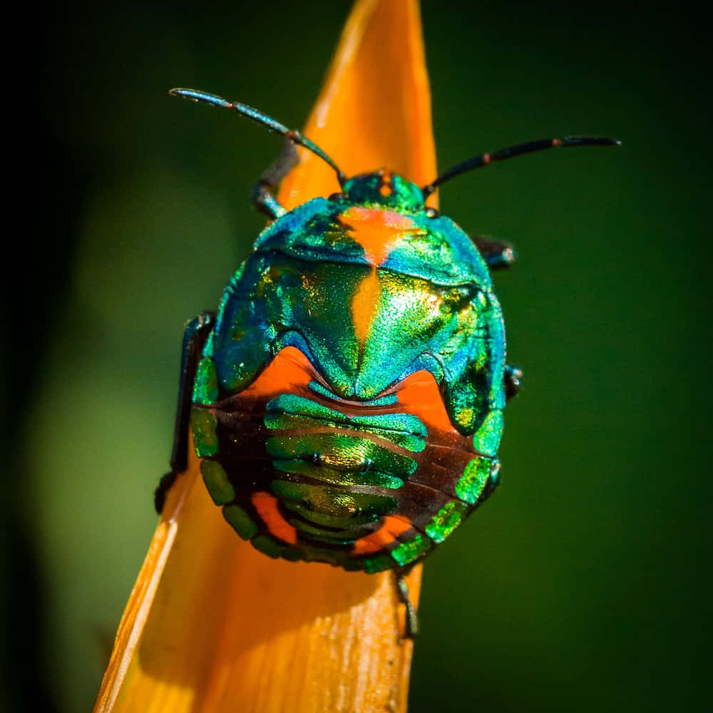 Imagende Un Insecto Colorido En Una Hoja Naranja.