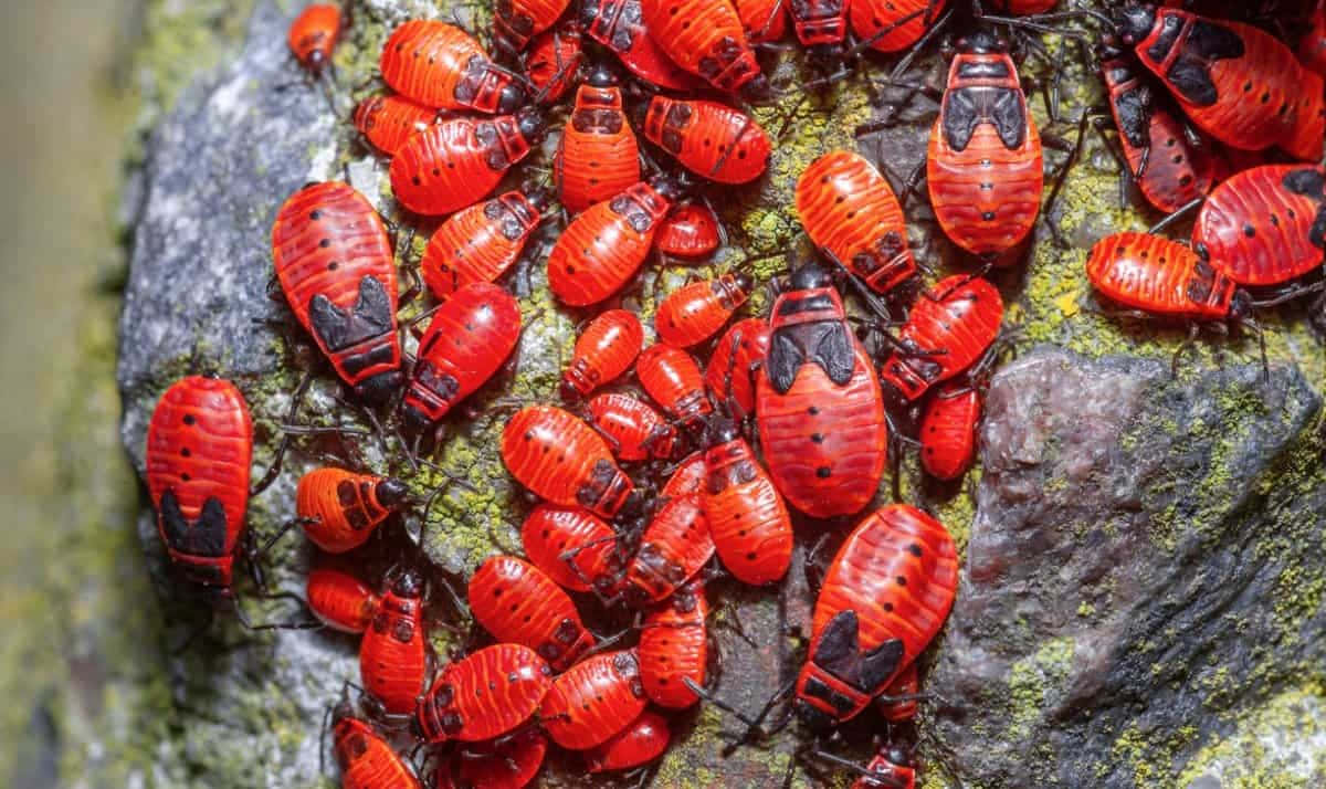 Vielebilder Von Orangefarbenen Käferinsekten.