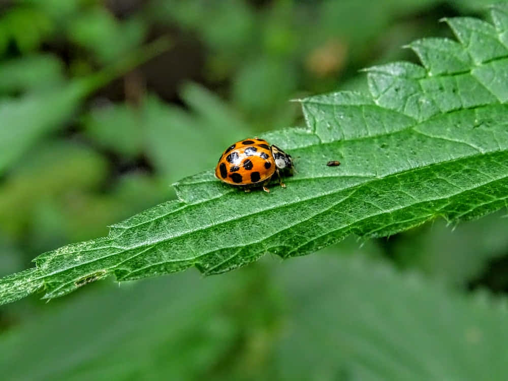 Orange Dotted Bug Picture