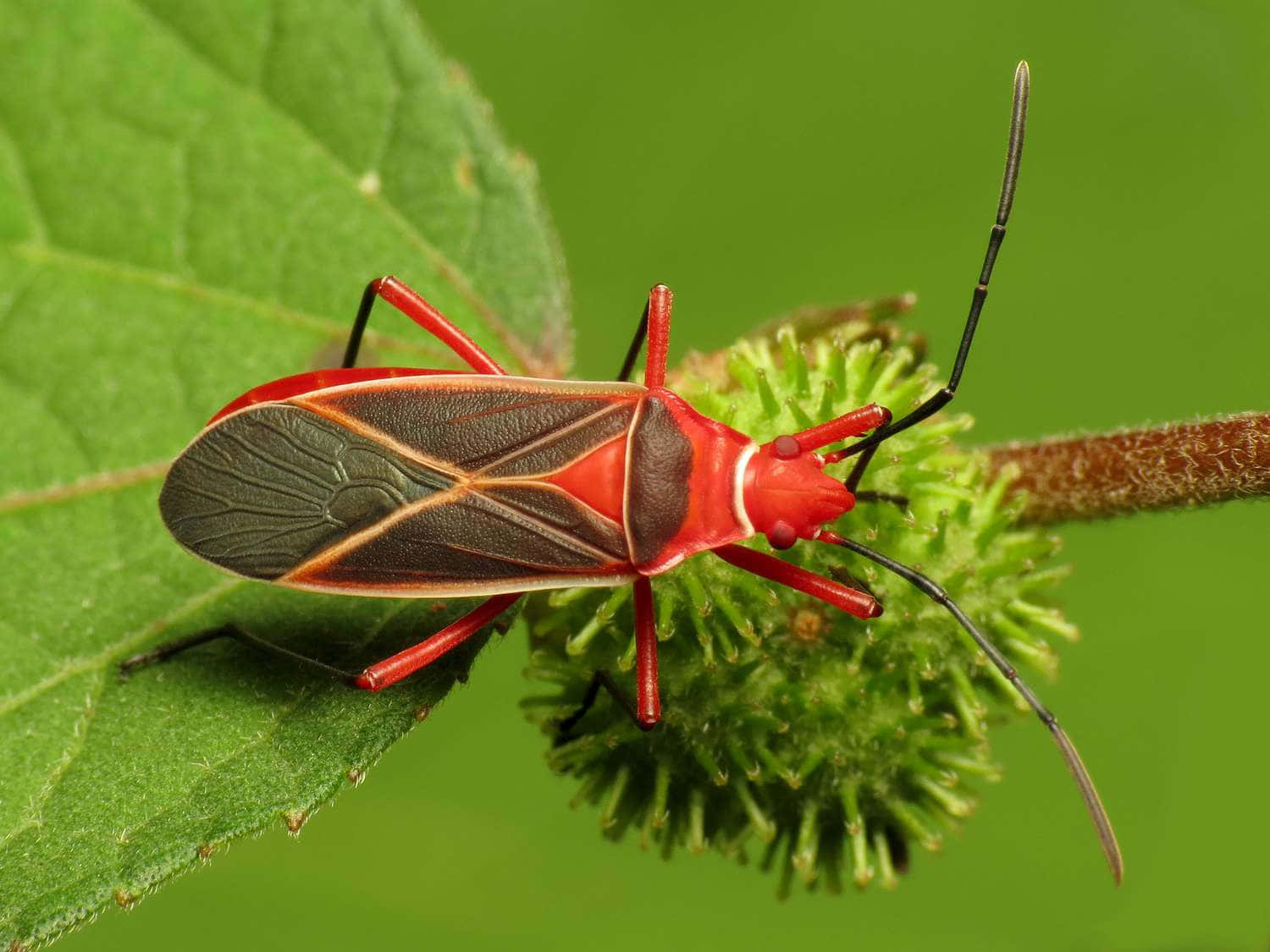 Cotton Stainer Bug Picture