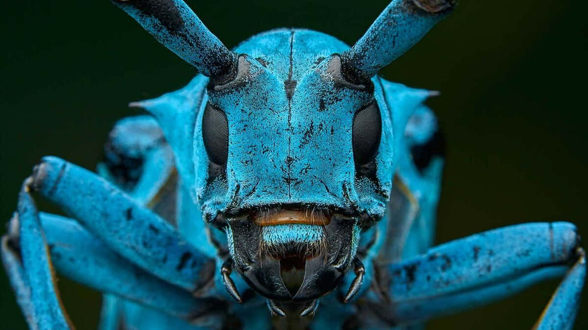 Imagende Un Insecto Azul