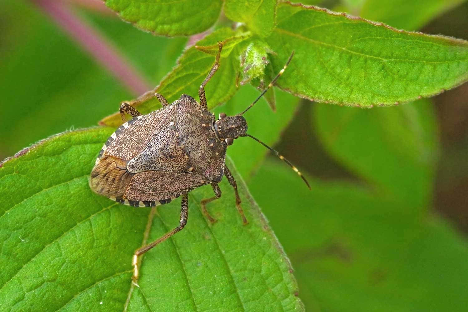Brown Marmorated Bug Picture