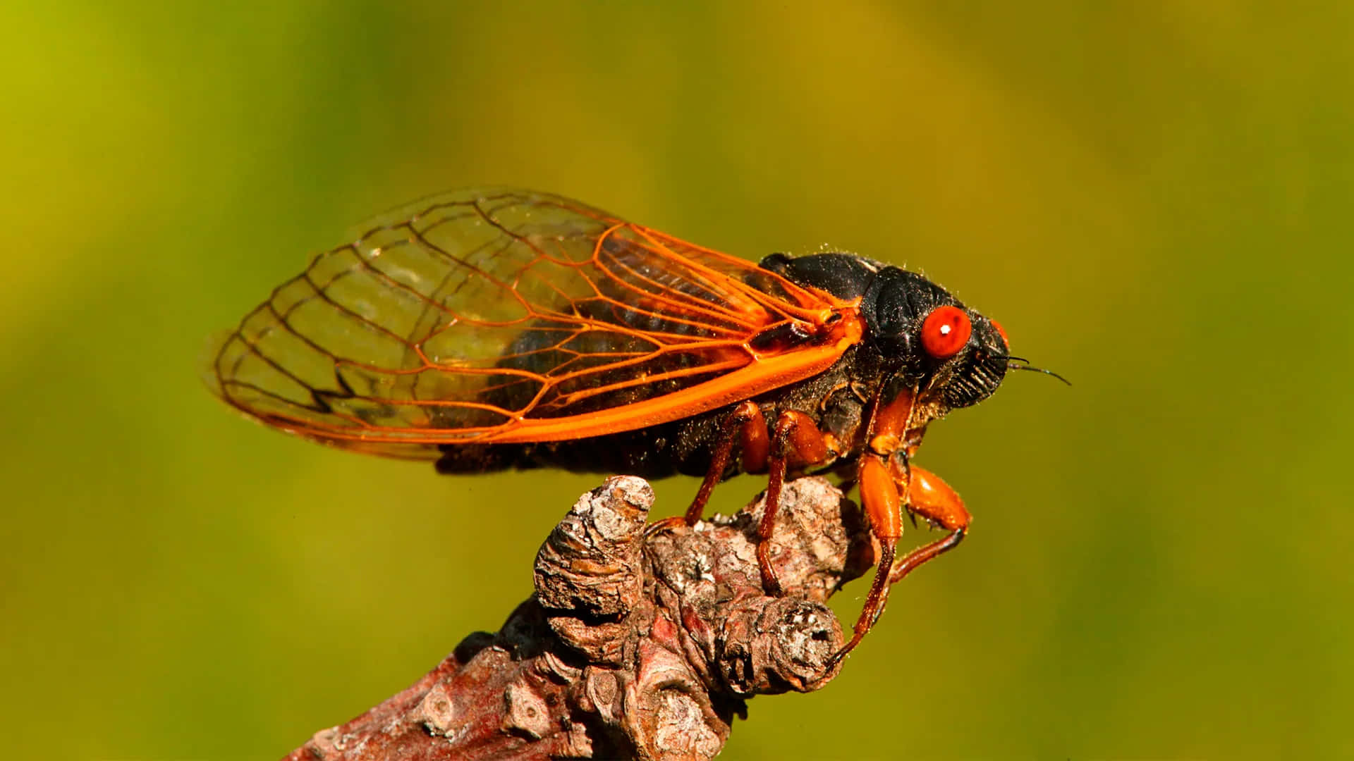 Bildvon Einem Rotgeflügelten Käfer