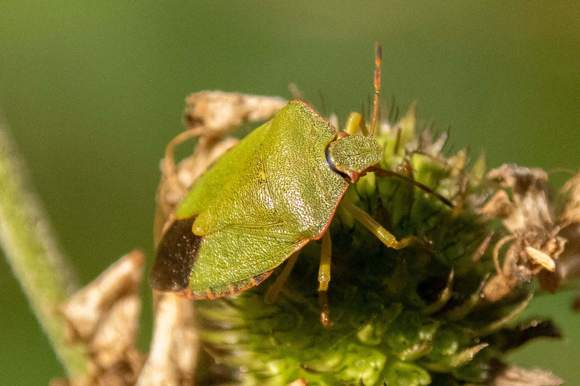 Grøn Skjold Bug Billede