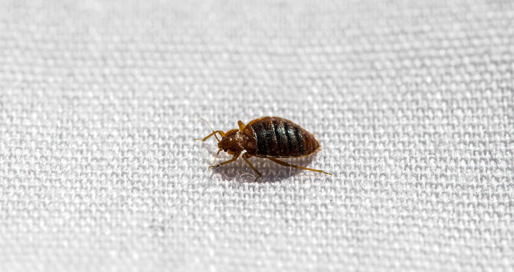 Compassion Bed Bug Picture