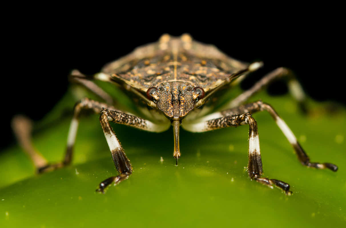 Immaginedel Marmorated Stink Bug