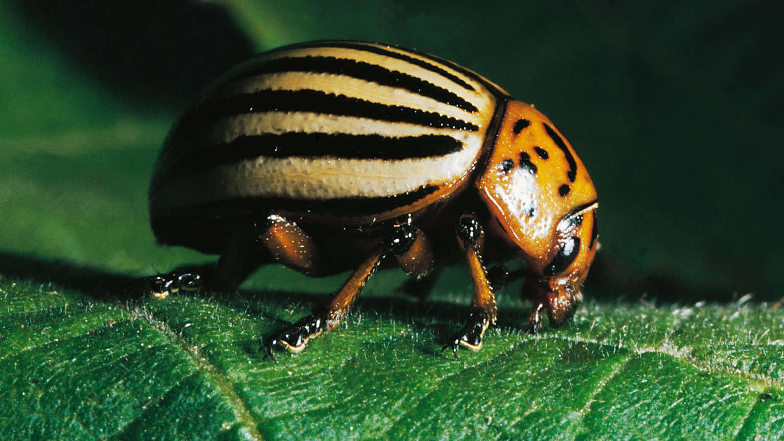 Striped Bug Picture