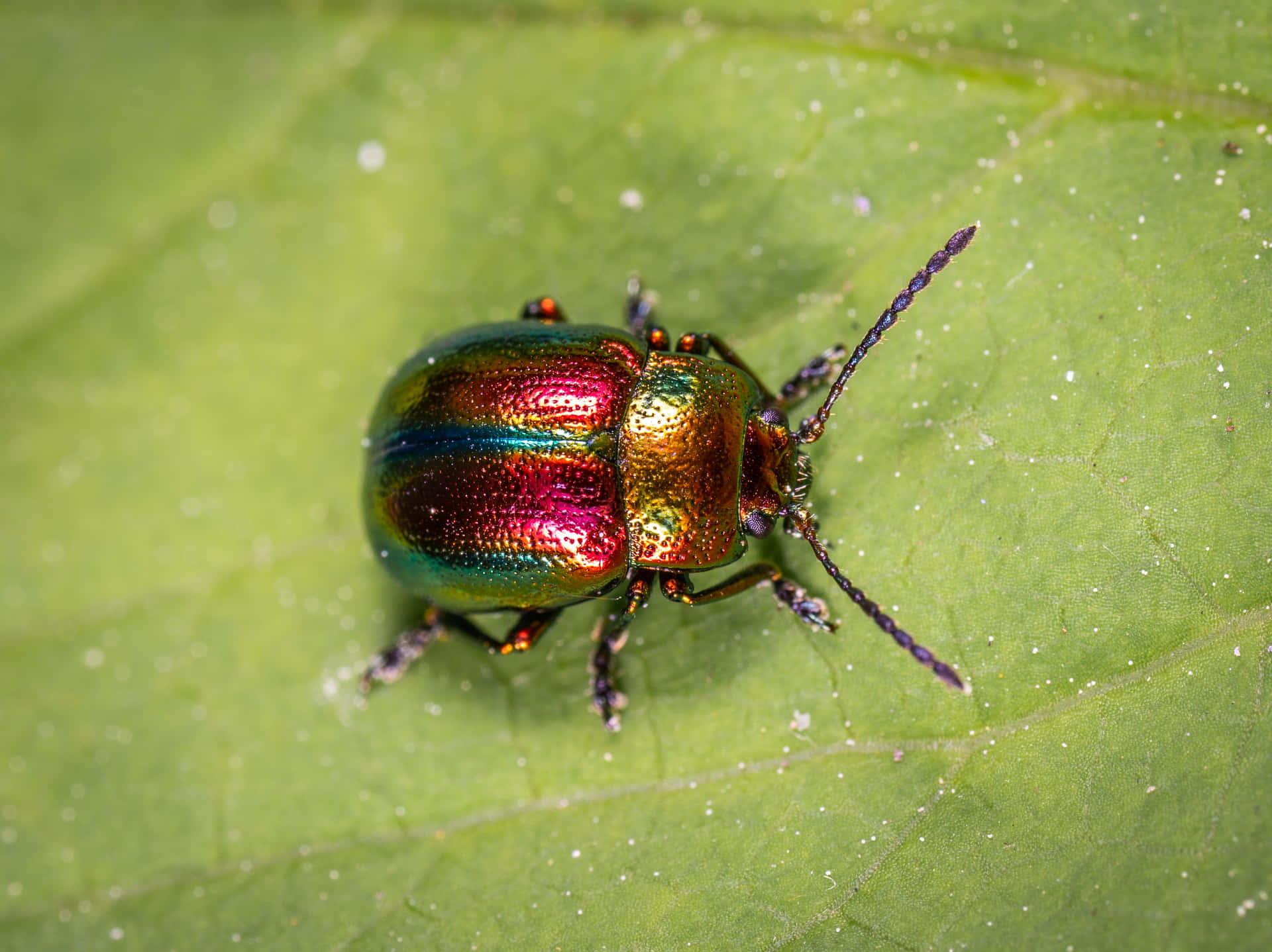 Imagende Un Insecto Multicolor