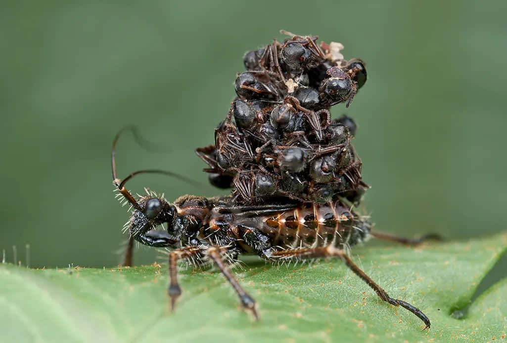 Imagende Un Asesino Insecto Llevando Hormigas.