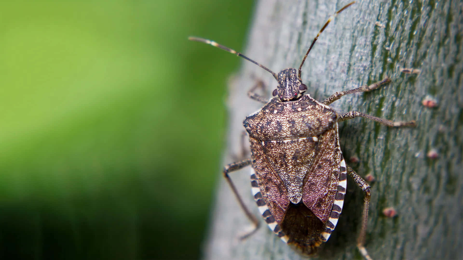 Stink Bug Picture