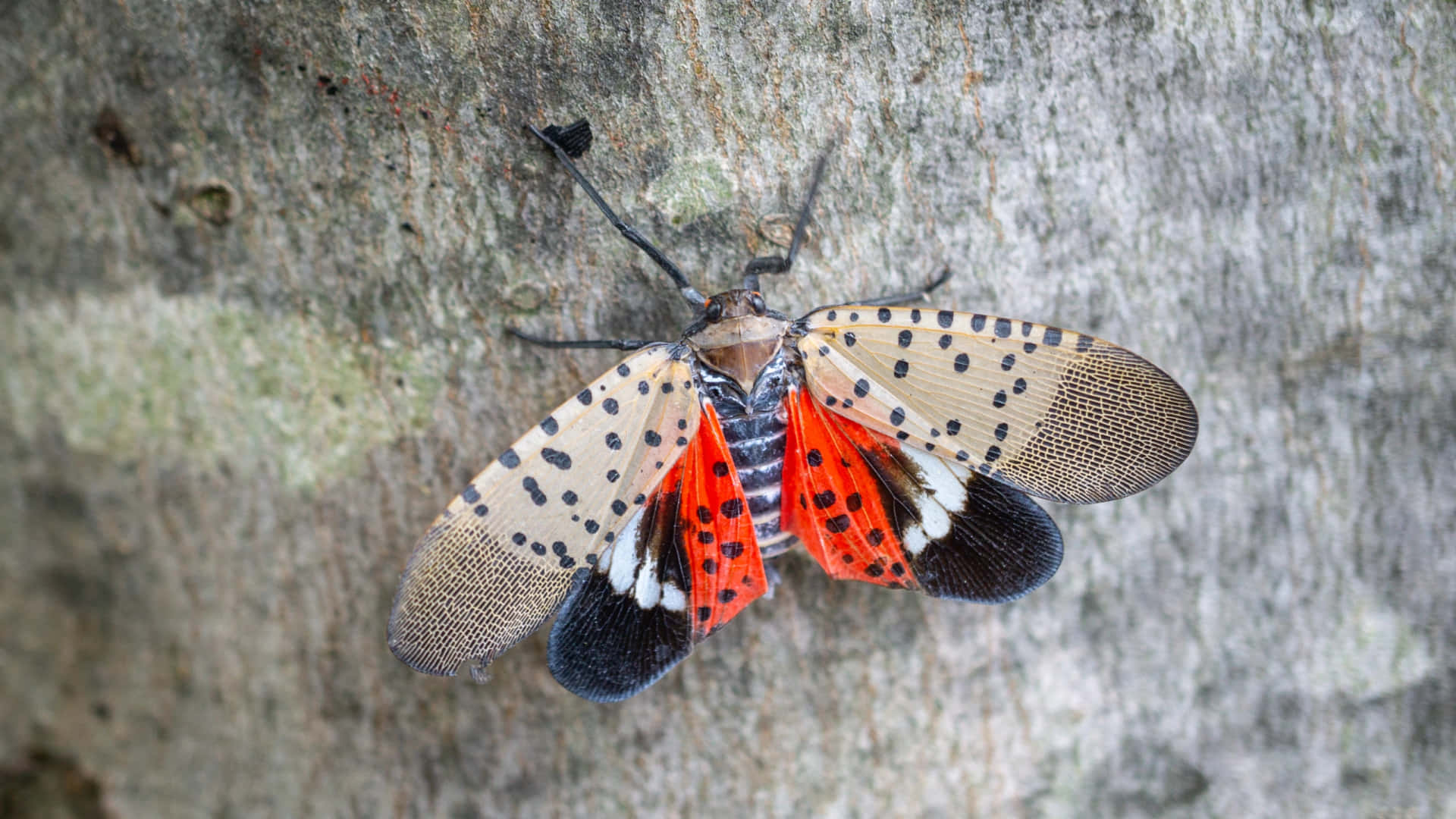Smukke bug udstrækker vinges billede