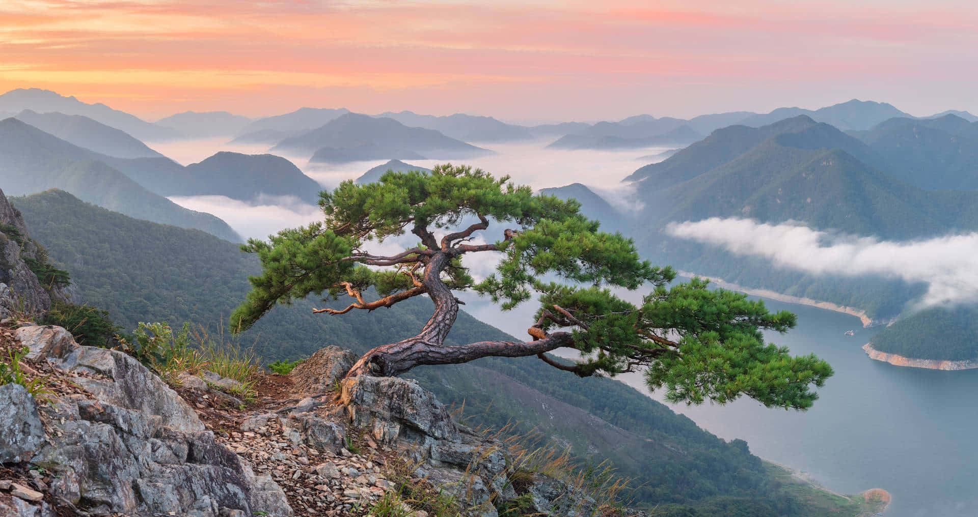 Bukhansan National Park Pine Tree Over Misty Mountains Wallpaper
