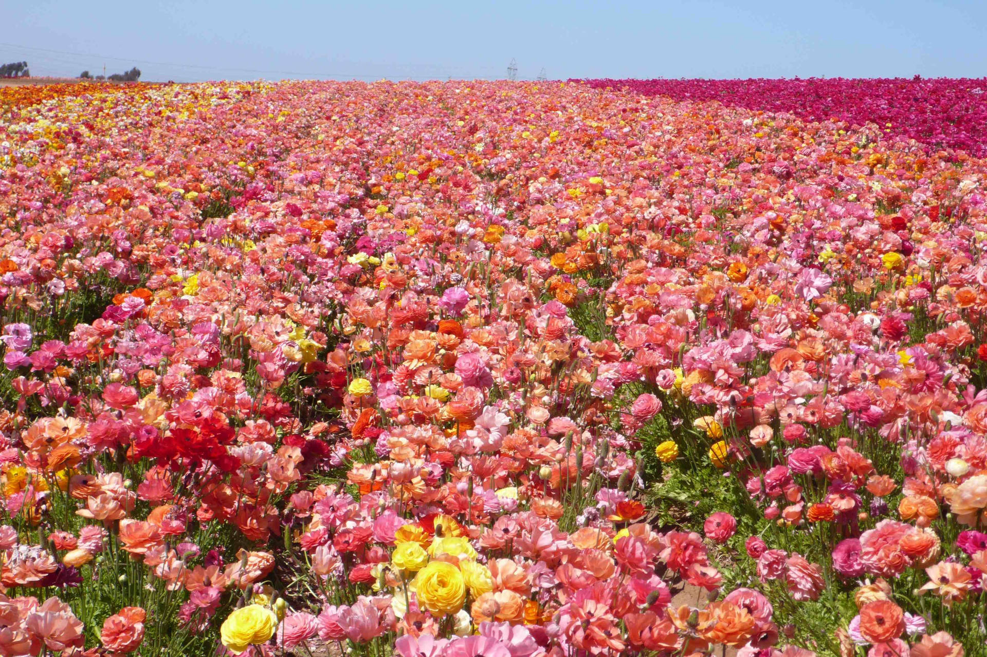 Bulgaria Pink Rose Field
