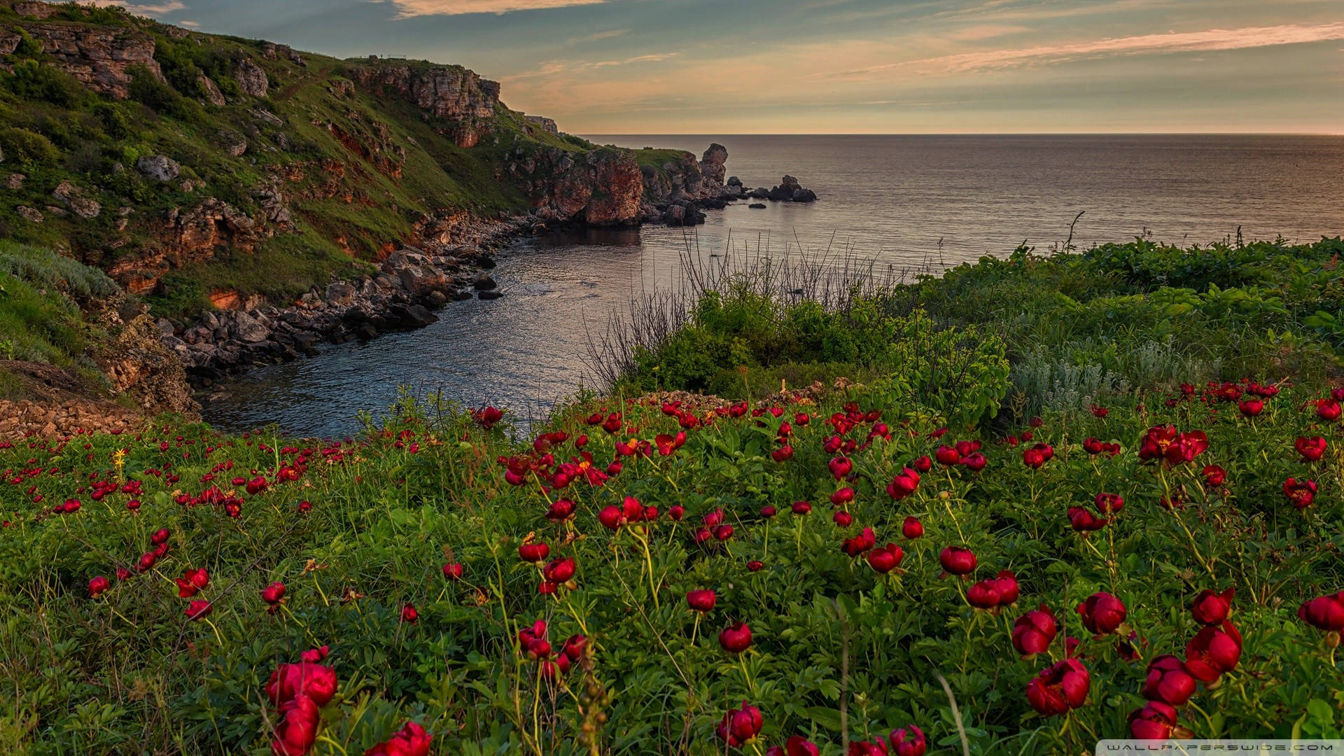 Bulgaria Sea Coast Flowers