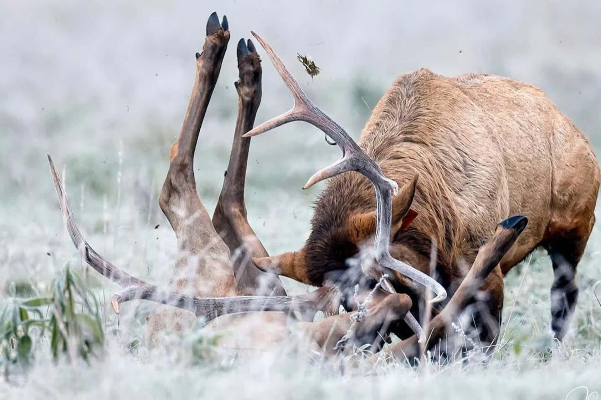 Bull Elk Antler Clash Wallpaper