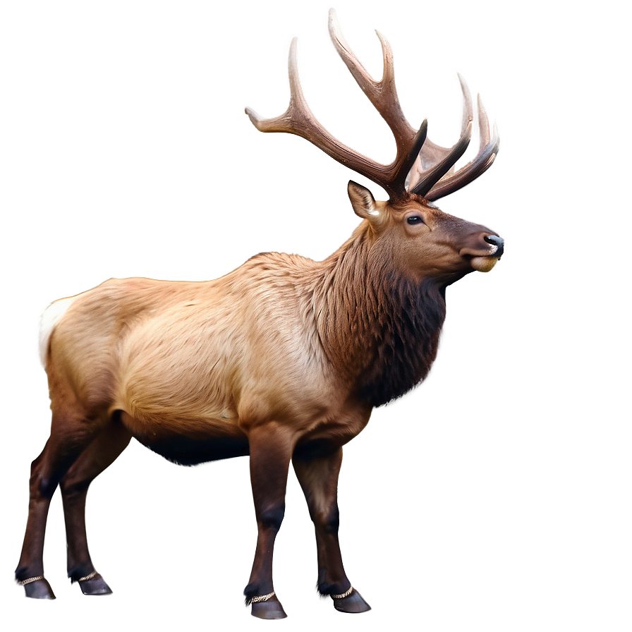 Download Bull Elk Png 05242024 | Wallpapers.com