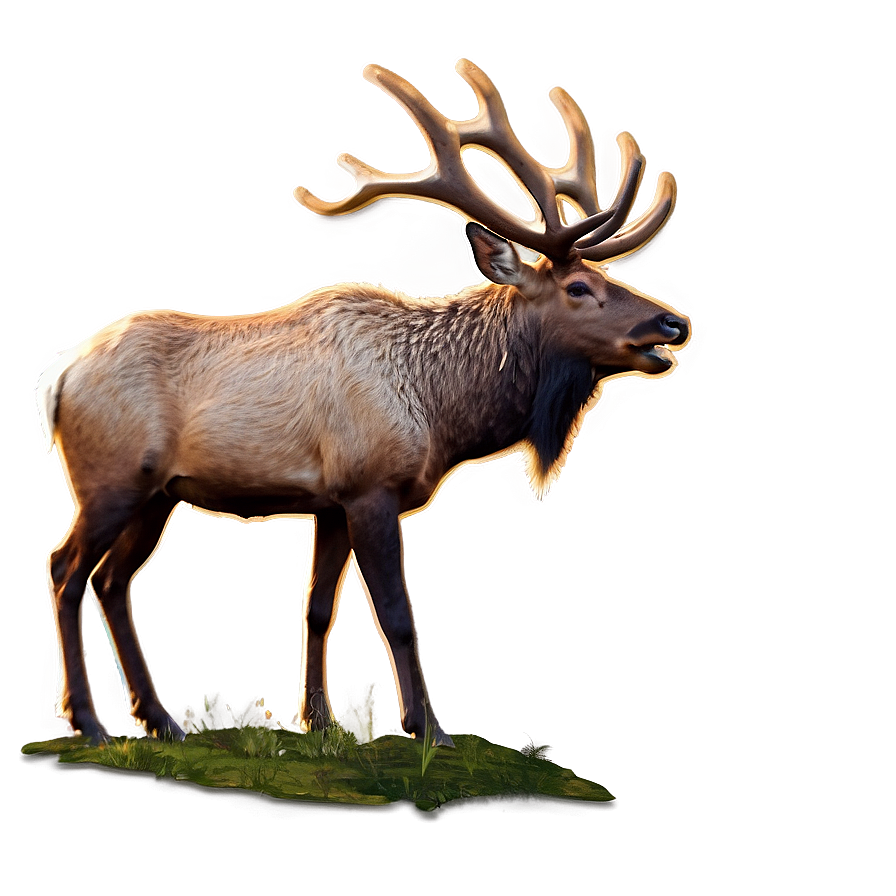 Download Bull Elk Png Tsk77 | Wallpapers.com