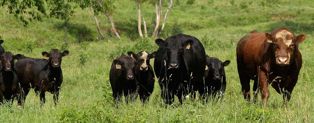 Bulls In The Field Picture