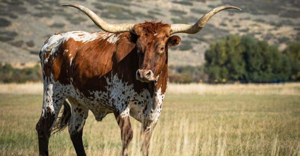 Imagende La Raza De Toro Longhorn De Texas