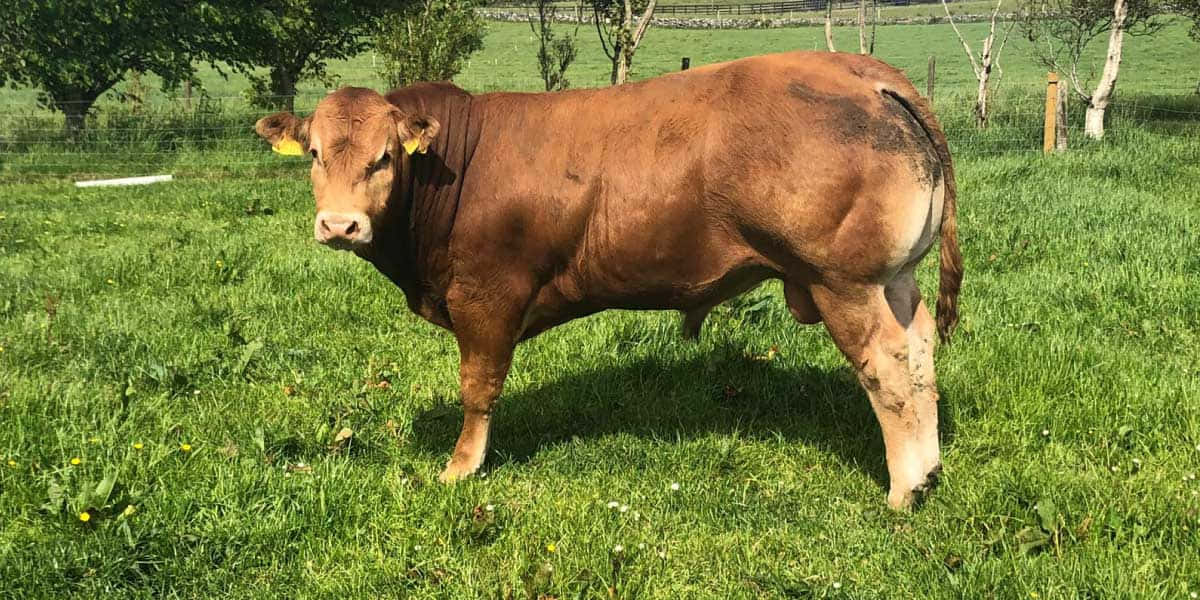Brown Bull With Tag Picture