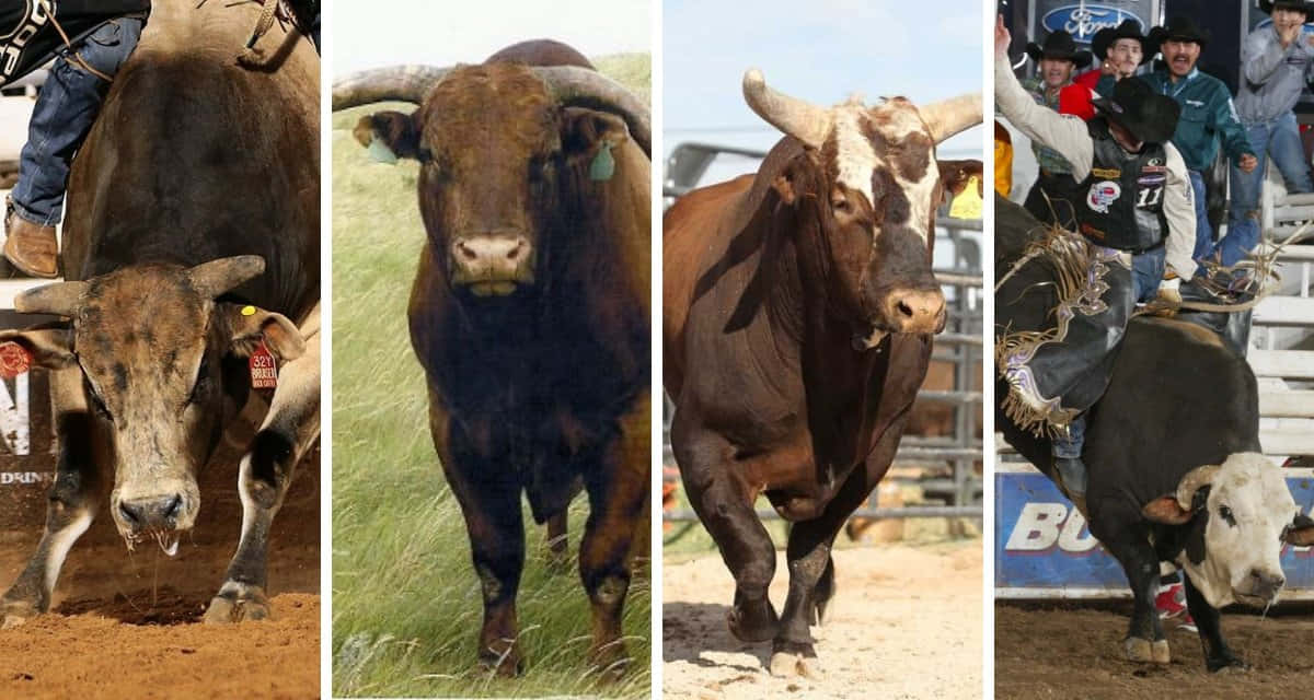 Four Bulls Collage Picture