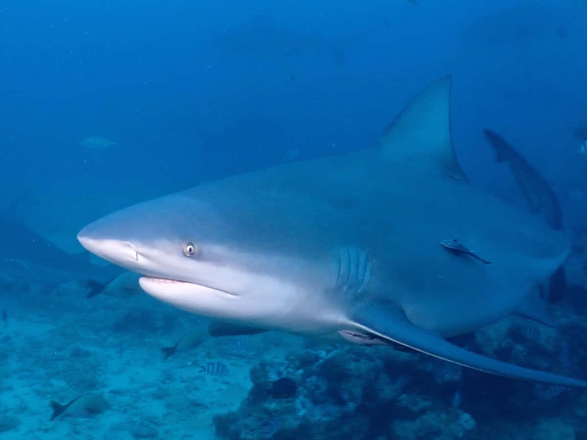 A Shark Swimming Near A Coral Reef