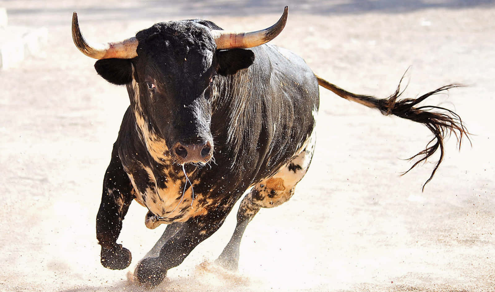 Spanish Black Orange Bull Picture