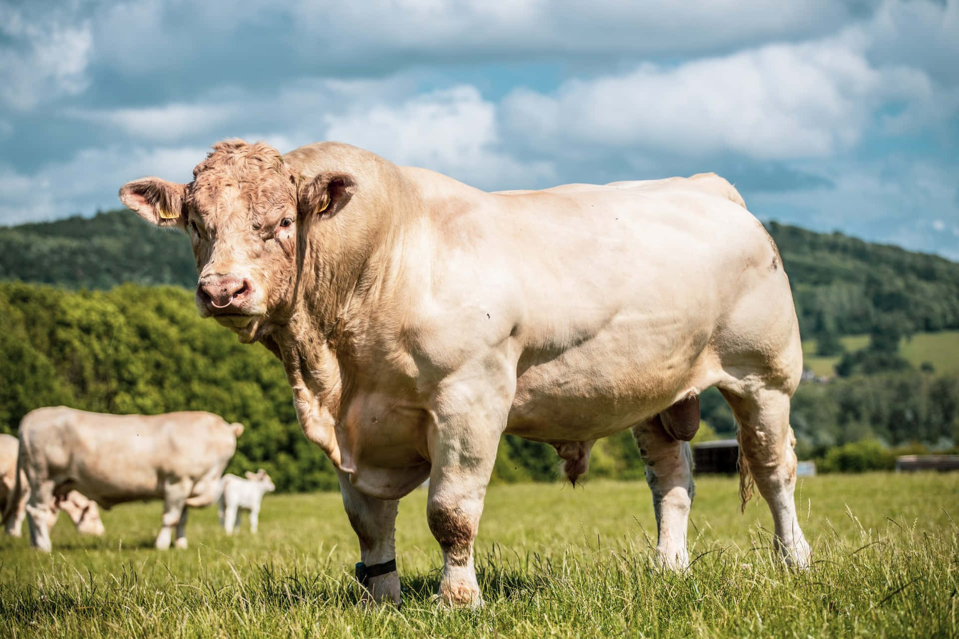 White Brown Bull Picture