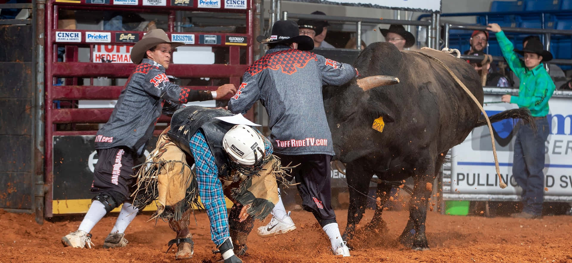 Fighting Bull With Men Picture