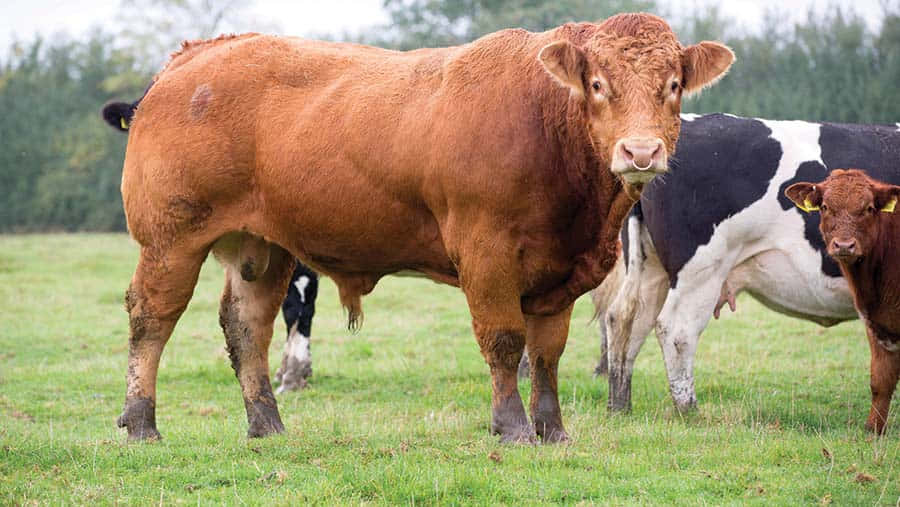 Large Brown Bull Picture
