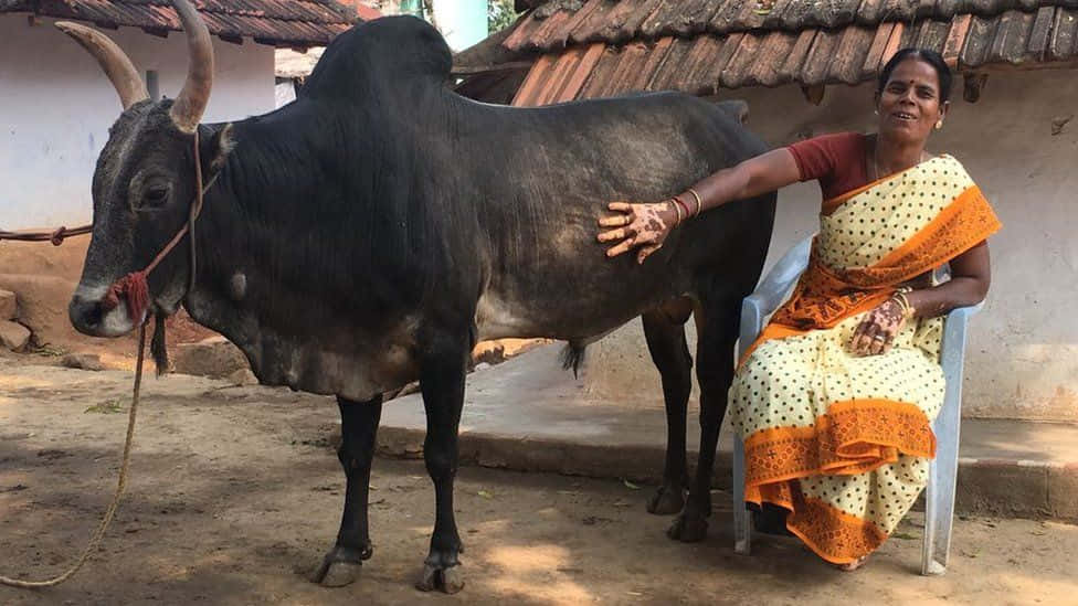 Bull And A Woman Picture