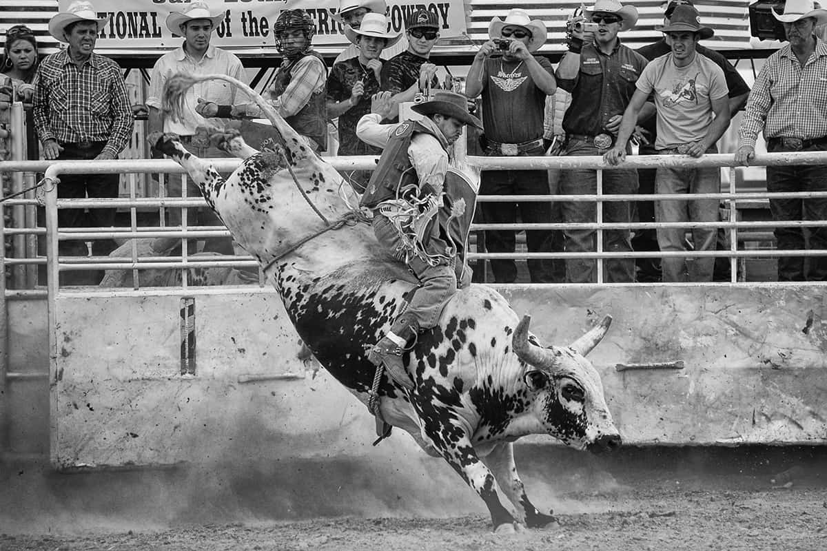 Thrilling Moment Of A Bull Rider In Action