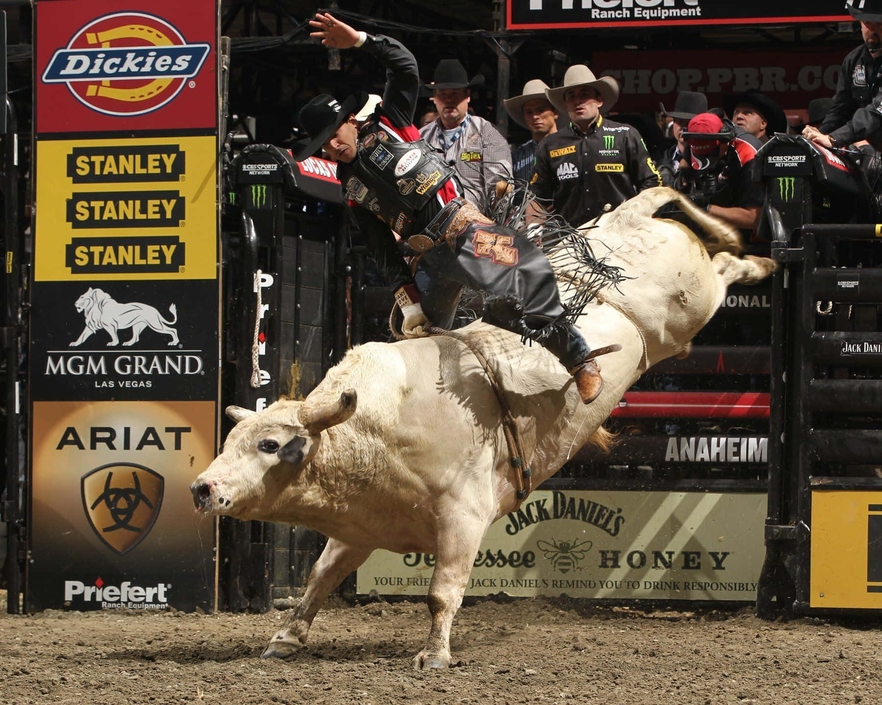 Cowboy tames a bull during a rodeo.