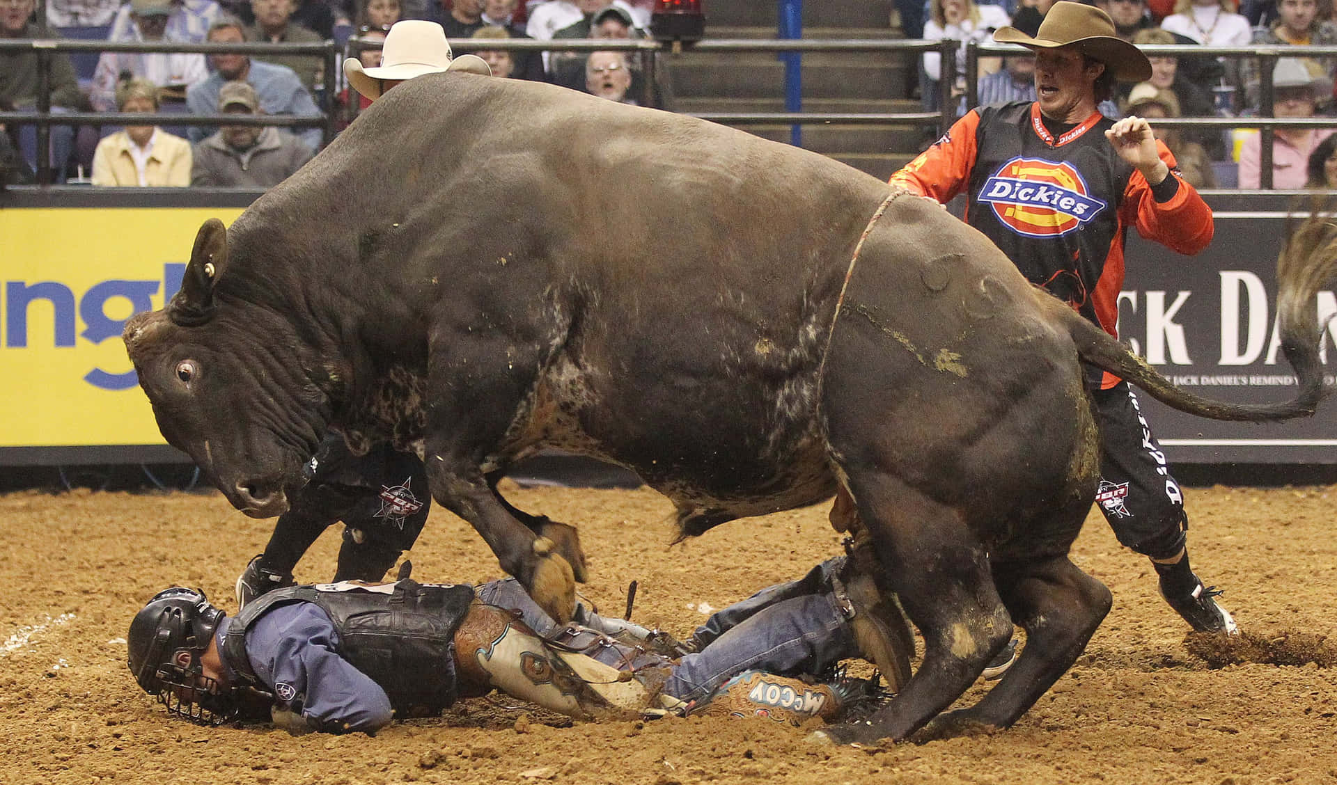 Professional bull rider taming the beast